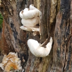 Omphalotus nidiformis at Penrose, NSW - 7 Feb 2022