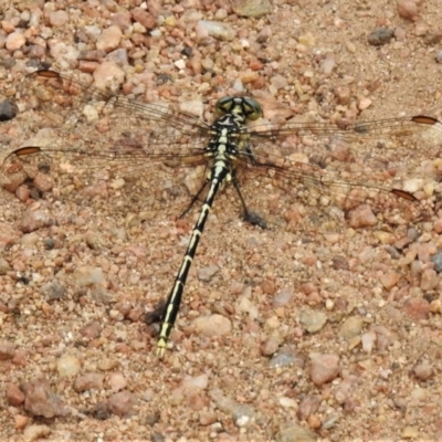 Austrogomphus guerini (Yellow-striped Hunter) at Namadgi National Park - 7 Feb 2022 by JohnBundock