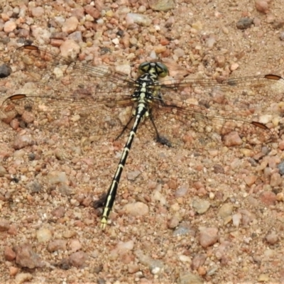 Austrogomphus guerini (Yellow-striped Hunter) at Tennent, ACT - 7 Feb 2022 by JohnBundock