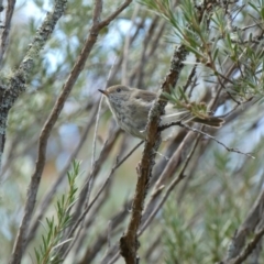 Acanthiza pusilla (Brown Thornbill) at Yarrow, NSW - 7 Feb 2022 by Steve_Bok