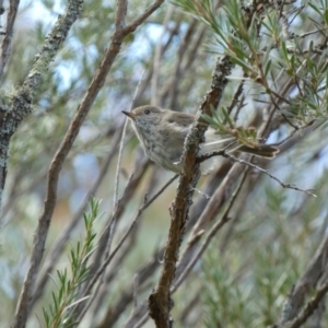 Acanthiza pusilla at Yarrow, NSW - 8 Feb 2022 10:42 AM