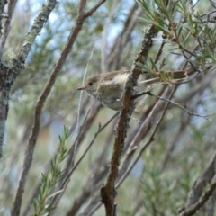 Acanthiza pusilla at Yarrow, NSW - 8 Feb 2022 10:42 AM