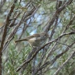 Acanthiza pusilla at Yarrow, NSW - 8 Feb 2022 10:42 AM