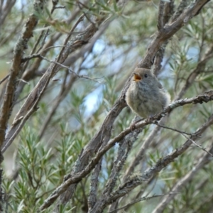 Acanthiza pusilla at Yarrow, NSW - 8 Feb 2022 10:42 AM