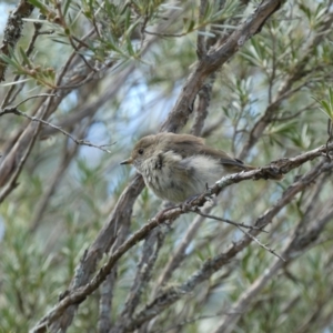 Acanthiza pusilla at Yarrow, NSW - 8 Feb 2022 10:42 AM