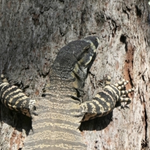 Varanus varius at Yass River, NSW - 8 Feb 2022