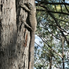 Varanus varius at Yass River, NSW - 8 Feb 2022