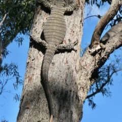 Varanus varius at Yass River, NSW - 8 Feb 2022