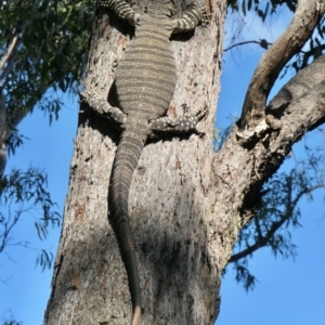 Varanus varius at Yass River, NSW - suppressed