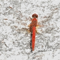 Diplacodes haematodes (Scarlet Percher) at Namadgi National Park - 7 Feb 2022 by JohnBundock