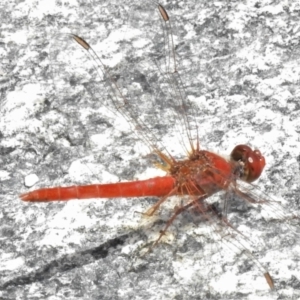 Diplacodes haematodes at Namadgi National Park - 7 Feb 2022 12:03 PM