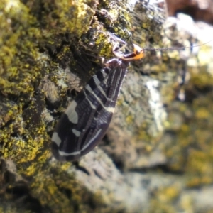 Porismus strigatus at Yarrow, NSW - 8 Feb 2022 11:10 AM