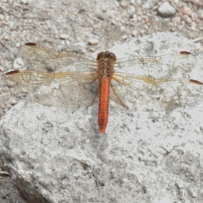 Diplacodes bipunctata (Wandering Percher) at Namadgi National Park - 7 Feb 2022 by JohnBundock