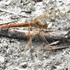 Diplacodes bipunctata at Namadgi National Park - 7 Feb 2022 12:00 PM