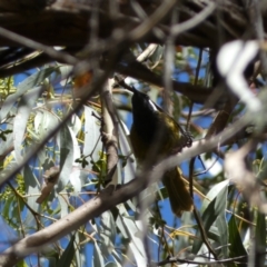 Nesoptilotis leucotis (White-eared Honeyeater) at QPRC LGA - 8 Feb 2022 by Steve_Bok