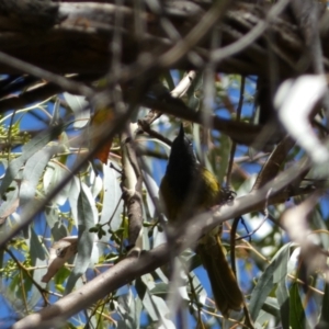 Nesoptilotis leucotis at Carwoola, NSW - 8 Feb 2022