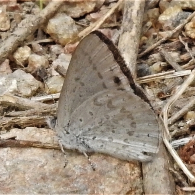 Erina hyacinthina (Varied Dusky-blue) at Tennent, ACT - 7 Feb 2022 by JohnBundock