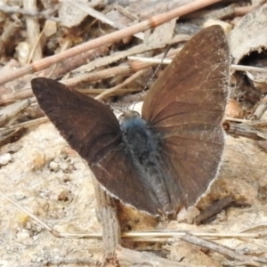 Erina hyacinthina at Tennent, ACT - 7 Feb 2022 11:36 AM