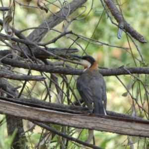 Acanthorhynchus tenuirostris at Carwoola, NSW - 8 Feb 2022