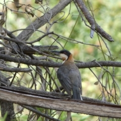 Acanthorhynchus tenuirostris at Carwoola, NSW - 8 Feb 2022