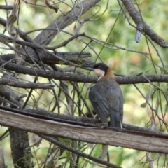 Acanthorhynchus tenuirostris at Carwoola, NSW - 8 Feb 2022