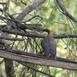 Acanthorhynchus tenuirostris at Carwoola, NSW - 8 Feb 2022