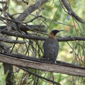 Acanthorhynchus tenuirostris at Carwoola, NSW - 8 Feb 2022