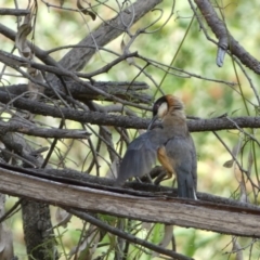 Acanthorhynchus tenuirostris at Carwoola, NSW - 8 Feb 2022