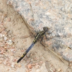 Orthetrum caledonicum (Blue Skimmer) at Namadgi National Park - 7 Feb 2022 by JohnBundock