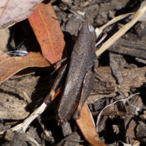 Cryptobothrus chrysophorus at Yarrow, NSW - 8 Feb 2022