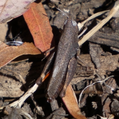 Cryptobothrus chrysophorus (Golden Bandwing) at Googong Foreshore - 8 Feb 2022 by Steve_Bok