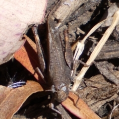 Cryptobothrus chrysophorus at Yarrow, NSW - 8 Feb 2022