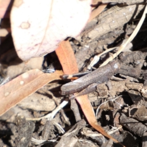 Cryptobothrus chrysophorus at Yarrow, NSW - 8 Feb 2022 11:58 AM