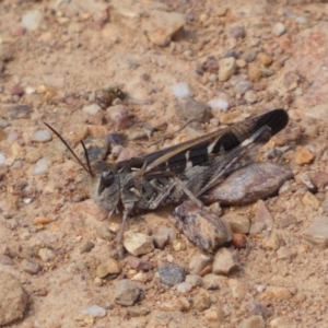 Oedaleus australis at Yarrow, NSW - 8 Feb 2022