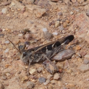 Oedaleus australis at Yarrow, NSW - 8 Feb 2022 12:33 PM