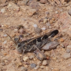 Oedaleus australis at Yarrow, NSW - 8 Feb 2022 12:33 PM