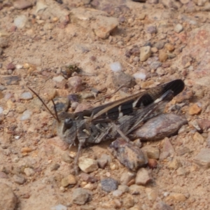 Oedaleus australis at Yarrow, NSW - 8 Feb 2022 12:33 PM