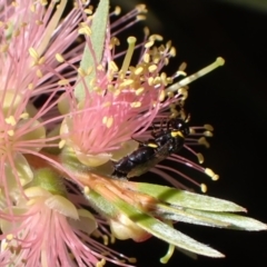 Hylaeus (Gnathoprosopis) euxanthus (Plasterer bee) at Murrumbateman, NSW - 8 Feb 2022 by SimoneC