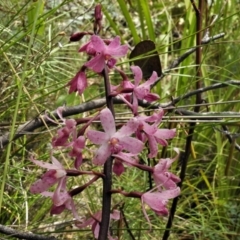 Dipodium roseum (Rosy hyacinth orchid) at Tennent, ACT - 7 Feb 2022 by JohnBundock