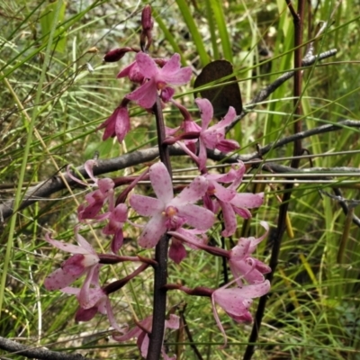 Dipodium roseum (Rosy Hyacinth Orchid) at Tennent, ACT - 7 Feb 2022 by JohnBundock