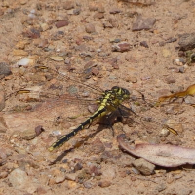 Austrogomphus guerini (Yellow-striped Hunter) at Googong Foreshore - 8 Feb 2022 by SteveBorkowskis