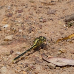 Austrogomphus guerini at QPRC LGA - 8 Feb 2022