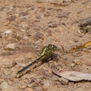 Austrogomphus guerini at QPRC LGA - 8 Feb 2022