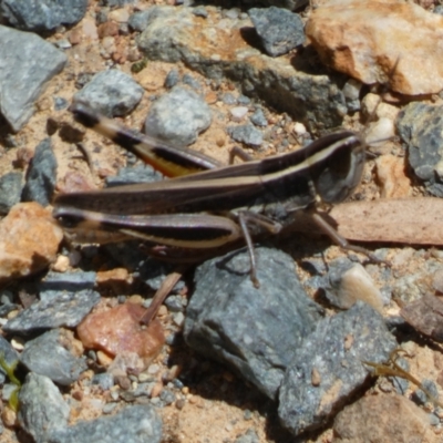 Macrotona australis (Common Macrotona Grasshopper) at Yarrow, NSW - 8 Feb 2022 by SteveBorkowskis