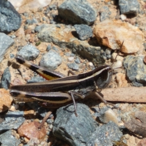 Macrotona australis at Yarrow, NSW - 8 Feb 2022 12:56 PM