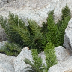 Polystichum proliferum (Mother Shield Fern) at Yarrow, NSW - 8 Feb 2022 by Steve_Bok