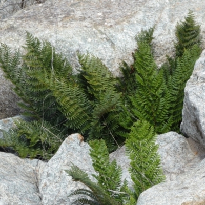 Polystichum proliferum (Mother Shield Fern) at Yarrow, NSW - 8 Feb 2022 by Steve_Bok