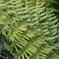 Polystichum proliferum at Yarrow, NSW - 8 Feb 2022 01:17 PM