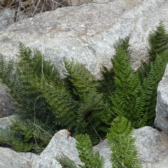 Polystichum proliferum at Yarrow, NSW - 8 Feb 2022 01:17 PM