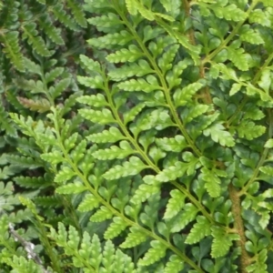 Polystichum proliferum at Yarrow, NSW - 8 Feb 2022 01:17 PM